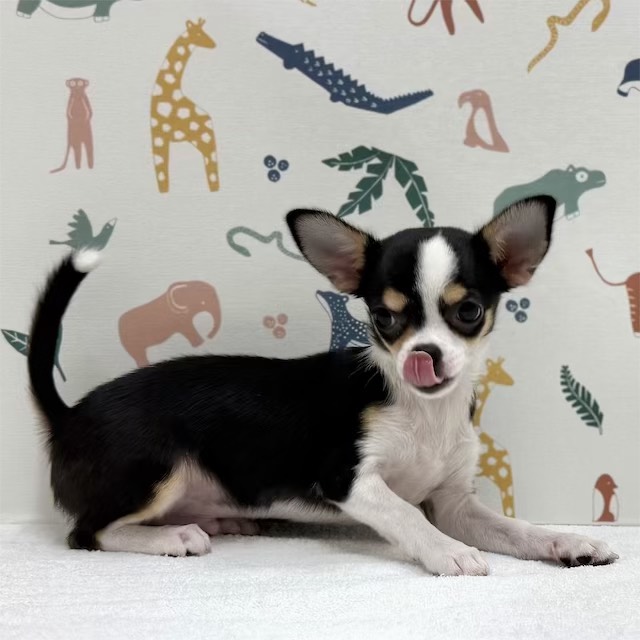 東京都のチワワ(スムース) (かねだい足立店/2025年11月21日生まれ/男の子/ブラックタンホワイト)の子犬の3枚目の画像