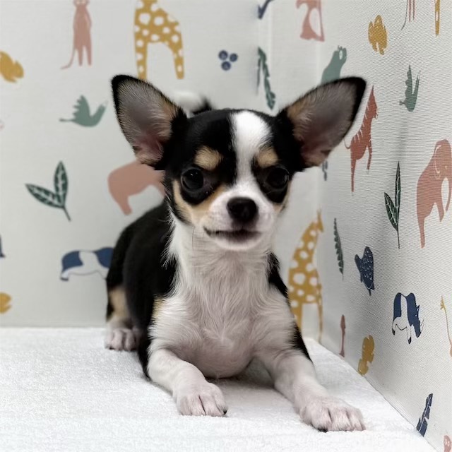 東京都のチワワ(スムース) (かねだい足立店/2025年11月21日生まれ/男の子/ブラックタンホワイト)の子犬の1枚目の画像