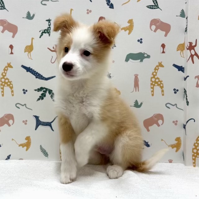 東京都のボーダーコリー (かねだい足立店/2025年12月13日生まれ/男の子/レッドホワイト)の子犬の3枚目の画像