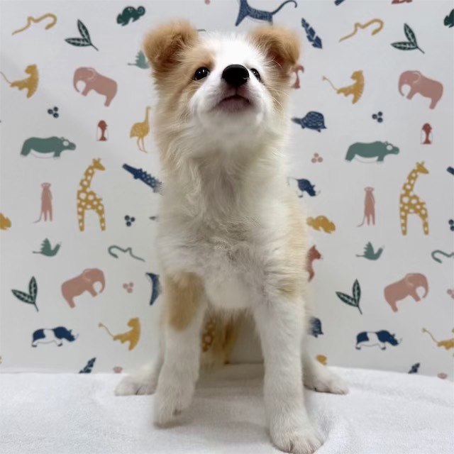 東京都のボーダーコリー (かねだい足立店/2025年12月13日生まれ/男の子/レッドホワイト)の子犬の2枚目の画像