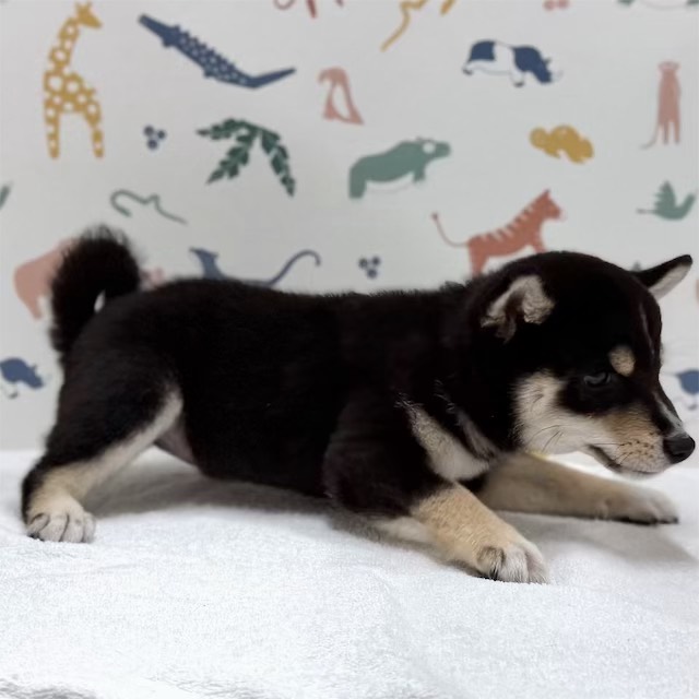 東京都の豆柴 (かねだい足立店/2025年11月18日生まれ/男の子/黒)の子犬の2枚目の画像