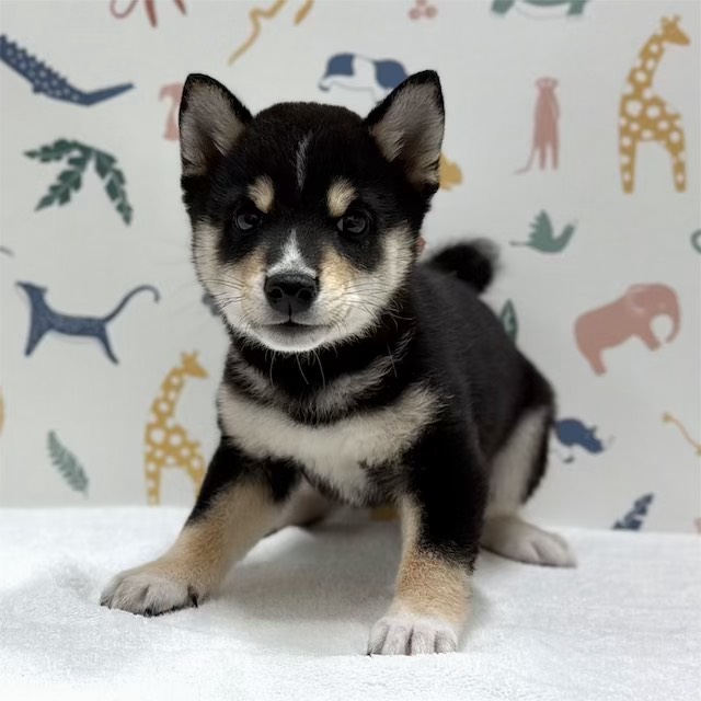 東京都の豆柴 (かねだい足立店/2025年11月18日生まれ/男の子/黒)の子犬の1枚目の画像