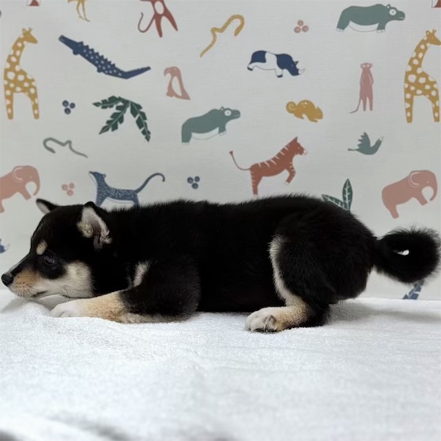 東京都の豆柴 (かねだい足立店/2025年11月18日生まれ/男の子/黒)の子犬の3枚目の画像