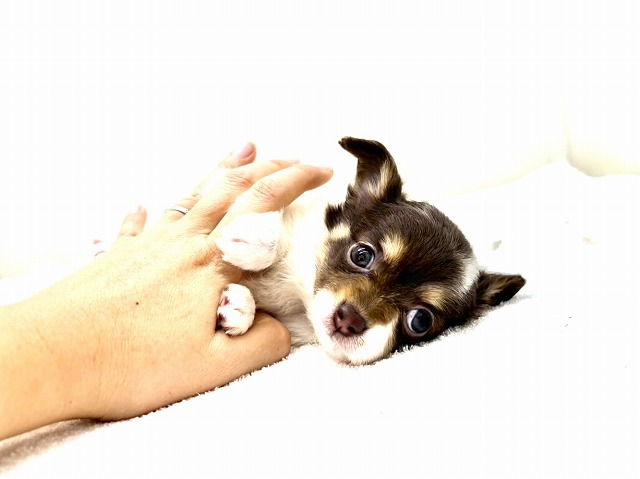 東京都のチワプー/プーチー(チワワ×プードル) (かねだい本町田店/2026年1月2日生まれ/女の子/チョコレートタンホワイト)の子犬の1枚目の画像