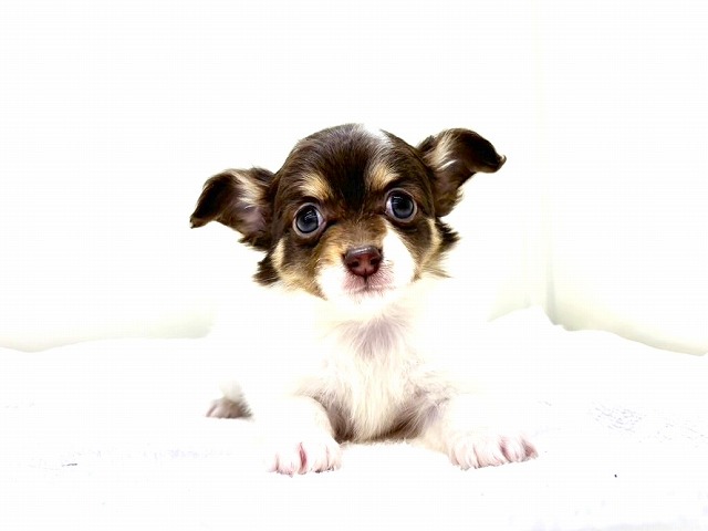 東京都のチワプー/プーチー(チワワ×プードル) (かねだい本町田店/2026年1月2日生まれ/女の子/チョコレートタンホワイト)の子犬の2枚目の画像