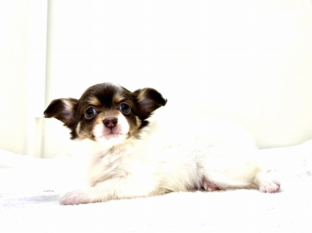 東京都のチワプー/プーチー(チワワ×プードル) (かねだい本町田店/2026年1月2日生まれ/女の子/チョコレートタンホワイト)の子犬の3枚目の画像