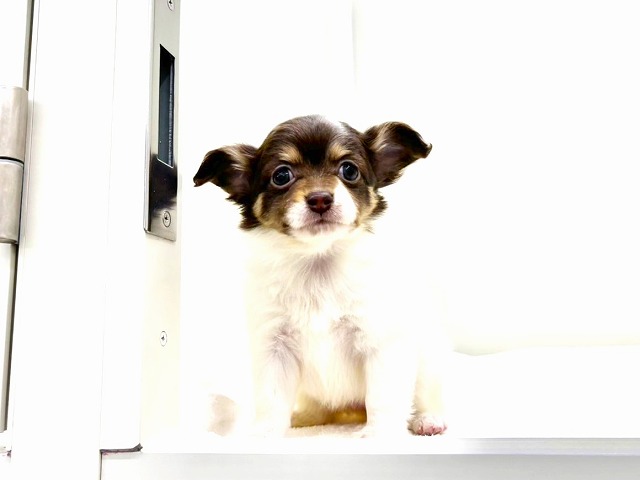 東京都のチワプー/プーチー(チワワ×プードル) (かねだい本町田店/2026年1月2日生まれ/女の子/チョコレートタンホワイト)の子犬の4枚目の画像