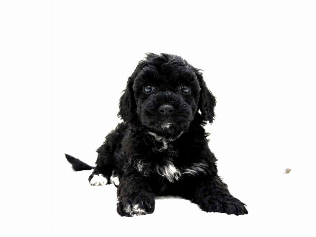 東京都のビションプー(ビションフリーゼ×プードル) (かねだい本町田店/2026年1月3日生まれ/男の子/ホワイトブラック)の子犬の1枚目の画像