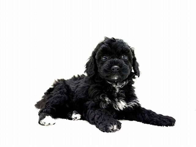 東京都のビションプー(ビションフリーゼ×プードル) (かねだい本町田店/2026年1月3日生まれ/男の子/ホワイトブラック)の子犬の2枚目の画像