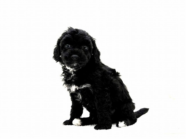 東京都のビションプー(ビションフリーゼ×プードル) (かねだい本町田店/2026年1月3日生まれ/男の子/ホワイトブラック)の子犬の3枚目の画像