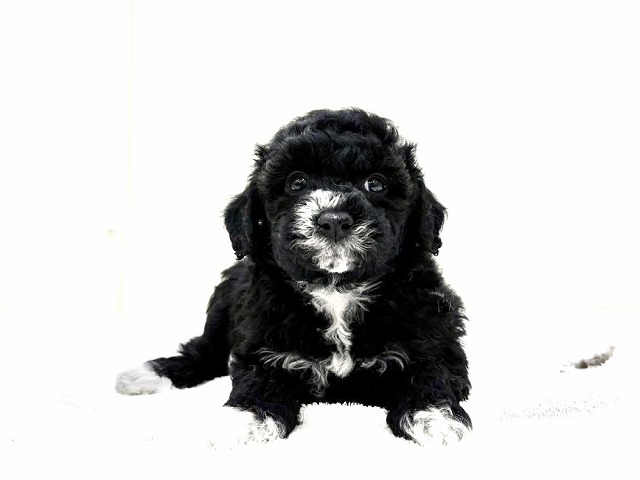 東京都のビションプー(ビションフリーゼ×プードル) (かねだい本町田店/2026年1月3日生まれ/女の子/ホワイトブラック)の子犬の2枚目の画像