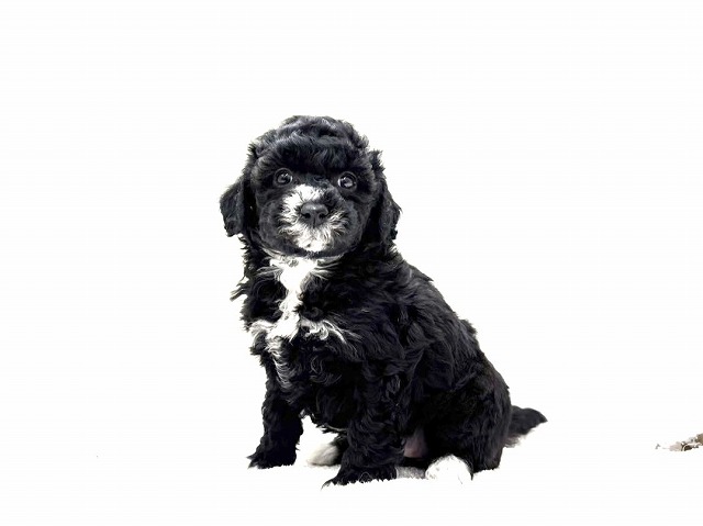 東京都のビションプー(ビションフリーゼ×プードル) (かねだい本町田店/2026年1月3日生まれ/女の子/ホワイトブラック)の子犬の3枚目の画像