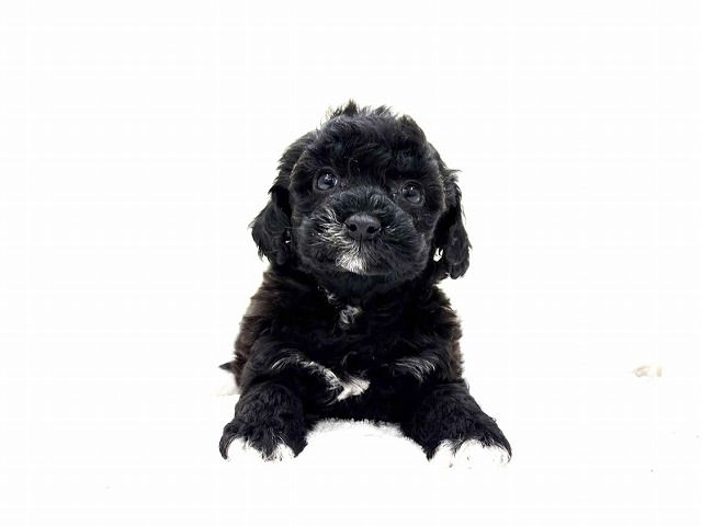 東京都のビションプー(ビションフリーゼ×プードル) (かねだい本町田店/2026年1月3日生まれ/女の子/ホワイトブラック)の子犬の2枚目の画像