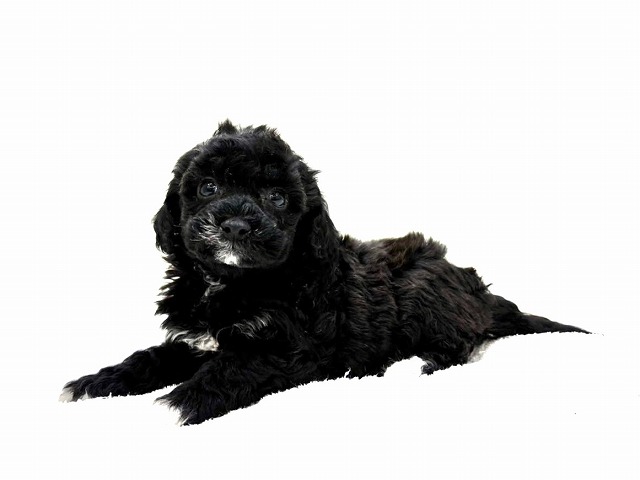 東京都のビションプー(ビションフリーゼ×プードル) (かねだい本町田店/2026年1月3日生まれ/女の子/ホワイトブラック)の子犬の3枚目の画像