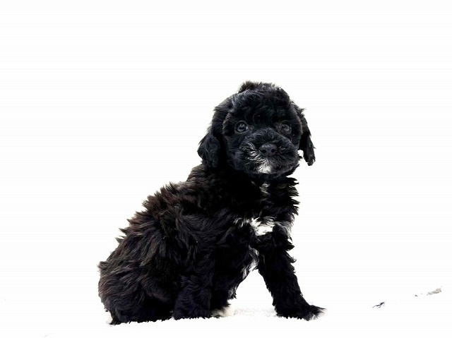 東京都のビションプー(ビションフリーゼ×プードル) (かねだい本町田店/2026年1月3日生まれ/女の子/ホワイトブラック)の子犬の4枚目の画像