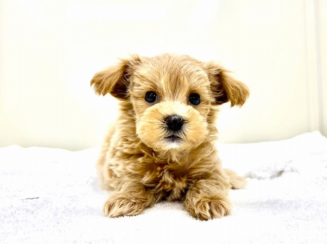 東京都のマルプー(マルチーズ×プードル) (かねだい本町田店/2026年1月2日生まれ/男の子/アプリコットホワイト)の子犬の1枚目の画像