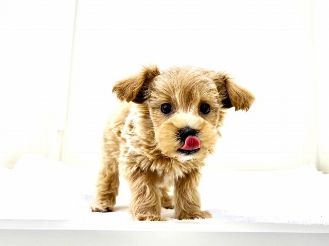 東京都のマルプー(マルチーズ×プードル) (かねだい本町田店/2026年1月2日生まれ/男の子/アプリコットホワイト)の子犬の2枚目の画像