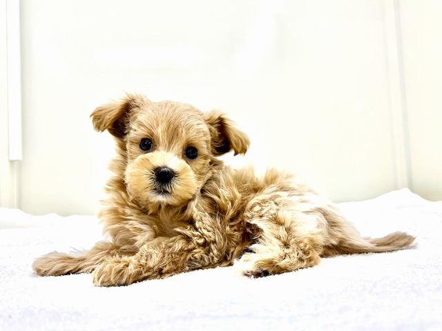 東京都のマルプー(マルチーズ×プードル) (かねだい本町田店/2026年1月2日生まれ/男の子/アプリコットホワイト)の子犬の3枚目の画像