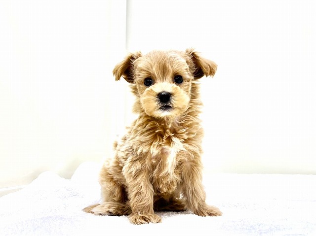 東京都のマルプー(マルチーズ×プードル) (かねだい本町田店/2026年1月2日生まれ/男の子/アプリコットホワイト)の子犬の4枚目の画像