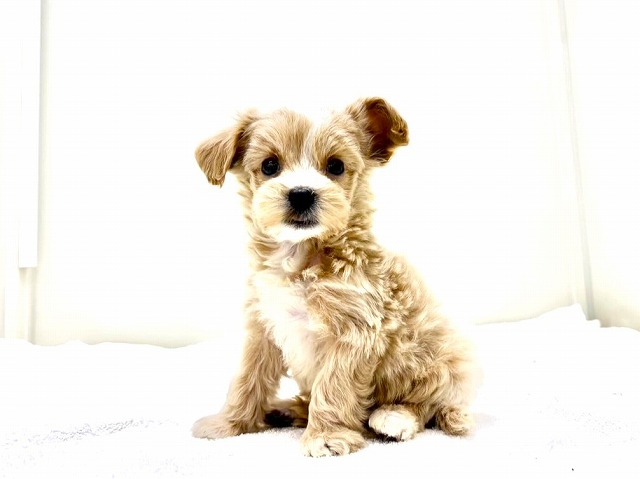 東京都のマルプー(マルチーズ×プードル) (かねだい本町田店/2026年1月2日生まれ/男の子/アプリコットホワイト)の子犬の1枚目の画像