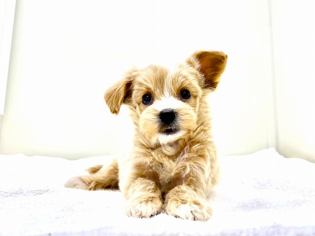 東京都のマルプー(マルチーズ×プードル) (かねだい本町田店/2026年1月2日生まれ/男の子/アプリコットホワイト)の子犬の2枚目の画像