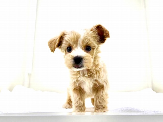 東京都のマルプー(マルチーズ×プードル) (かねだい本町田店/2026年1月2日生まれ/男の子/アプリコットホワイト)の子犬の3枚目の画像