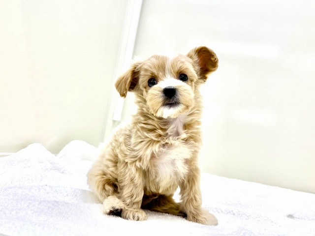 東京都のマルプー(マルチーズ×プードル) (かねだい本町田店/2026年1月2日生まれ/男の子/アプリコットホワイト)の子犬の4枚目の画像