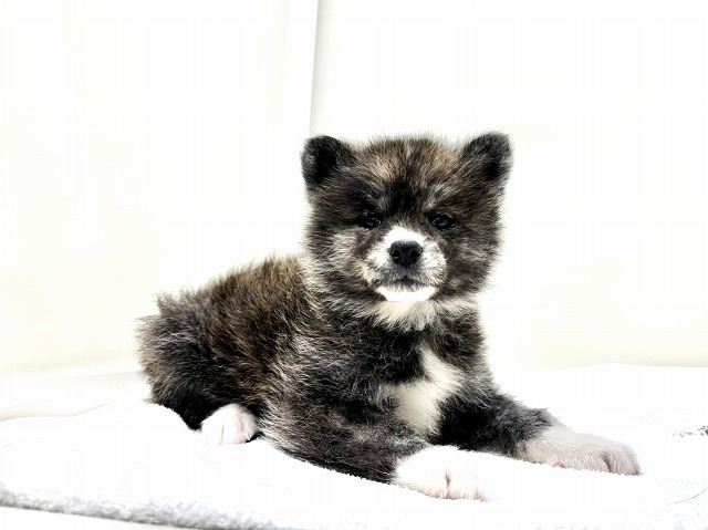 東京都の秋田犬 (かねだい本町田店/2026年1月3日生まれ/女の子/虎)の子犬の1枚目の画像