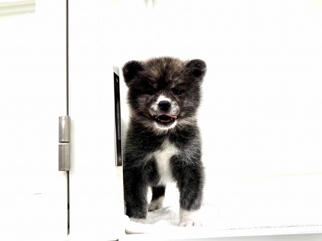 東京都の秋田犬 (かねだい本町田店/2026年1月3日生まれ/女の子/虎)の子犬の2枚目の画像