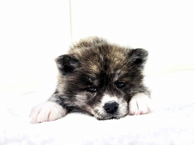 東京都の秋田犬 (かねだい本町田店/2026年1月3日生まれ/女の子/虎)の子犬の3枚目の画像