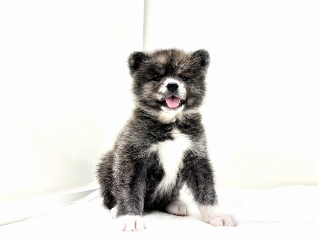 東京都の秋田犬 (かねだい本町田店/2026年1月3日生まれ/女の子/虎)の子犬の4枚目の画像