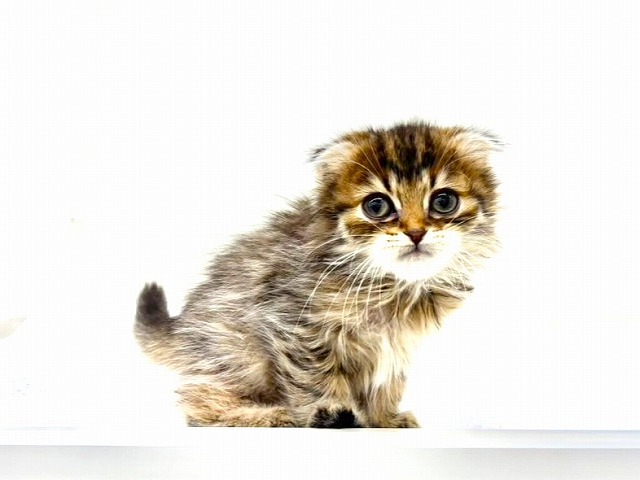 東京都のマンチカン (かねだい本町田店/2026年1月3日生まれ/女の子/ブラウンタビー)の子猫の2枚目の画像