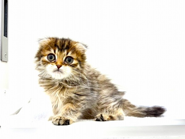 東京都のマンチカン (かねだい本町田店/2026年1月3日生まれ/女の子/ブラウンタビー)の子猫の3枚目の画像