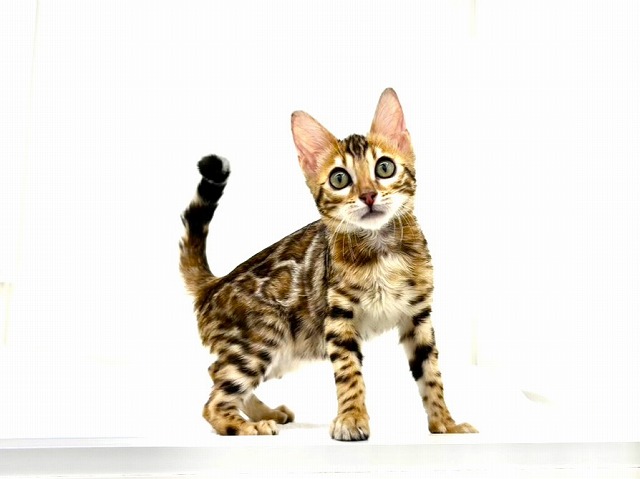 東京都のベンガル (かねだい本町田店/2025年11月7日生まれ/男の子/ブラウンスポットタビー)の子猫の1枚目の画像
