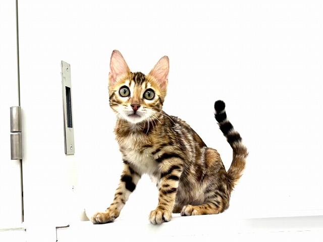 東京都のベンガル (かねだい本町田店/2025年11月7日生まれ/男の子/ブラウンスポットタビー)の子猫の2枚目の画像