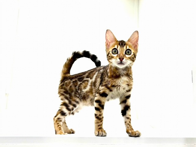 東京都のベンガル (かねだい本町田店/2025年11月7日生まれ/男の子/ブラウンスポットタビー)の子猫の3枚目の画像
