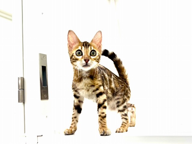 東京都のベンガル (かねだい本町田店/2025年11月7日生まれ/男の子/ブラウンスポットタビー)の子猫の4枚目の画像