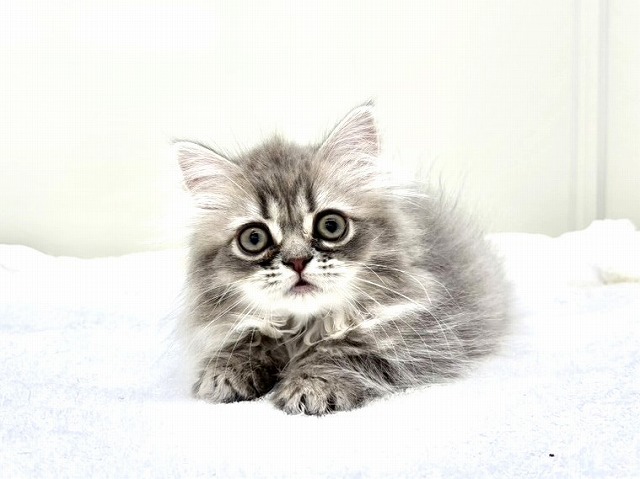 東京都のラガマフィン (かねだい本町田店/2026年1月1日生まれ/女の子/ブルータビー)の子猫の1枚目の画像