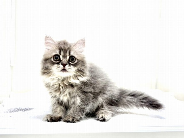 東京都のラガマフィン (かねだい本町田店/2026年1月1日生まれ/女の子/ブルータビー)の子猫の2枚目の画像