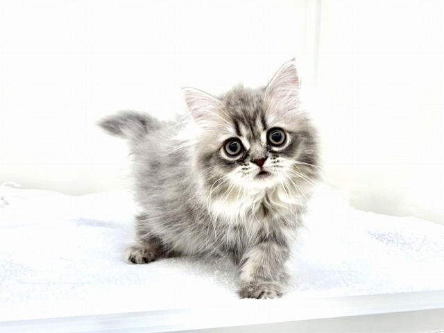 東京都のラガマフィン (かねだい本町田店/2026年1月1日生まれ/女の子/ブルータビー)の子猫の3枚目の画像