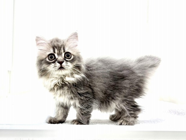 東京都のラガマフィン (かねだい本町田店/2026年1月1日生まれ/女の子/ブルータビー)の子猫の4枚目の画像