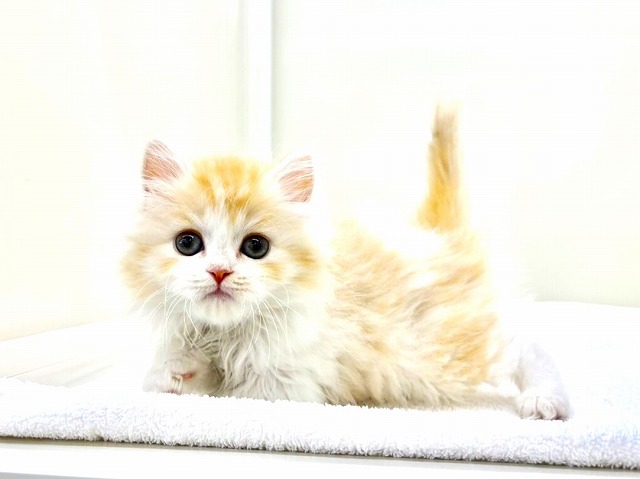 東京都のラガマフィン (かねだい本町田店/2026年1月4日生まれ/女の子/クリームタビーホワイト)の子猫の1枚目の画像