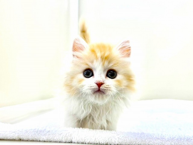 東京都のラガマフィン (かねだい本町田店/2026年1月4日生まれ/女の子/クリームタビーホワイト)の子猫の2枚目の画像