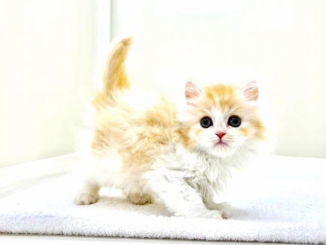 東京都のラガマフィン (かねだい本町田店/2026年1月4日生まれ/女の子/クリームタビーホワイト)の子猫の3枚目の画像