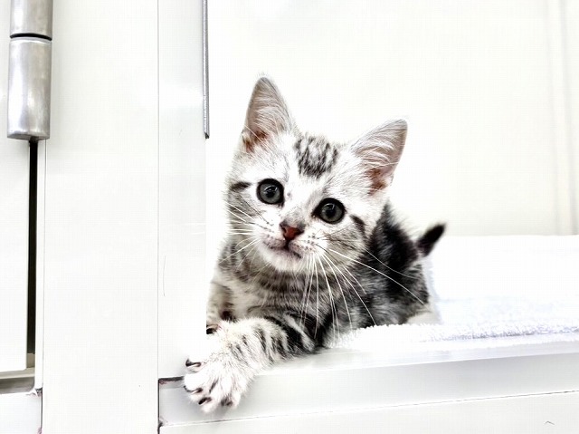 東京都のアメリカンショートヘアー (かねだい本町田店/2026年1月3日生まれ/女の子/シルバータビー)の子猫の1枚目の画像