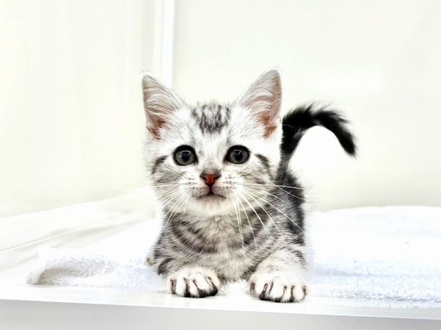 東京都のアメリカンショートヘアー (かねだい本町田店/2026年1月3日生まれ/女の子/シルバータビー)の子猫の3枚目の画像