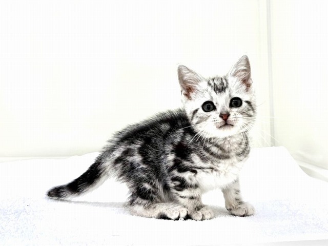 東京都のアメリカンショートヘアー (かねだい本町田店/2026年1月3日生まれ/女の子/シルバータビー)の子猫の4枚目の画像
