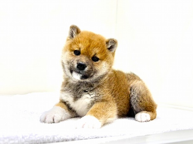 東京都の豆柴 (かねだい本町田店/2026年1月1日生まれ/男の子/赤)の子犬