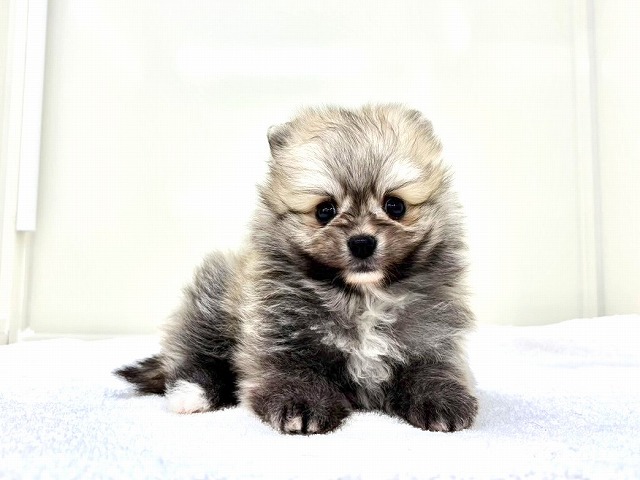 東京都のポメラニアン (かねだい本町田店/2026年1月4日生まれ/男の子/オレンジセーブル)の子犬の1枚目の画像