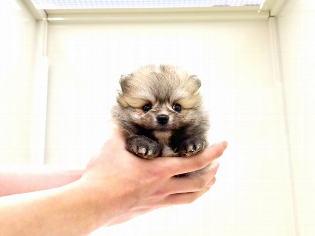 東京都のポメラニアン (かねだい本町田店/2026年1月4日生まれ/男の子/オレンジセーブル)の子犬の3枚目の画像